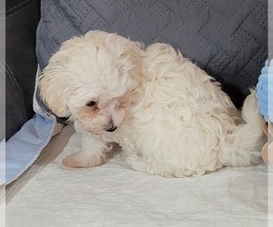 Maltipoo Puppy for Sale in PLANT CITY, Florida USA