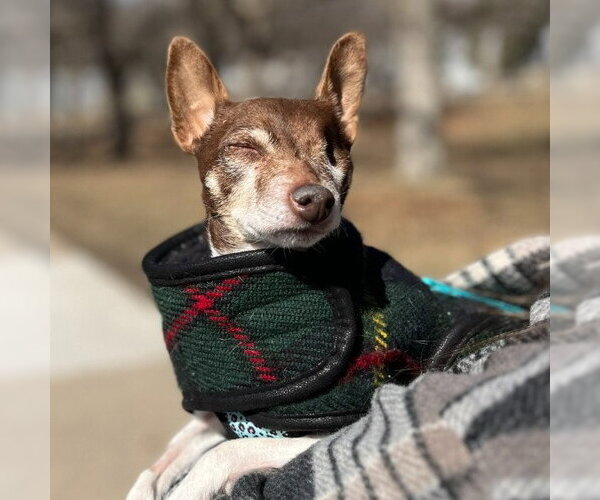 Medium Photo #10 Foxy Rat Terrier Puppy For Sale in Minneapolis, MN, USA