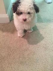 Maltipoo Puppy for sale in HERNDON, VA, USA