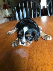 Cavalier King Charles Spaniel Puppy for sale in LITTLE YORK, NY, USA