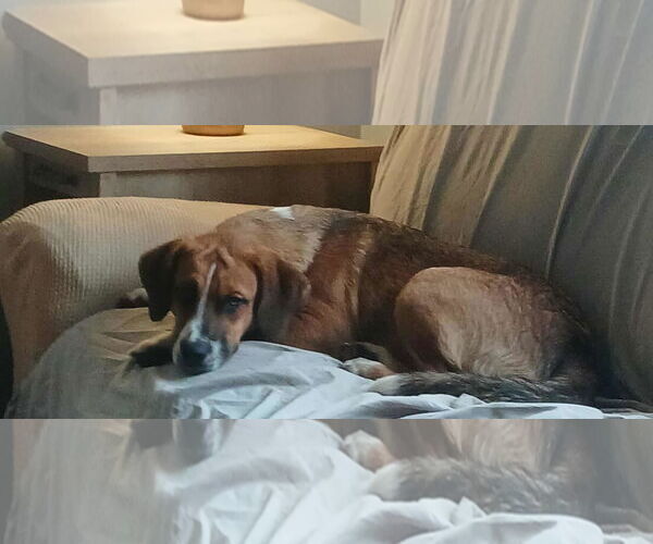 Medium Photo #5 Boxer-Unknown Mix Puppy For Sale in Burnsville, MN, USA