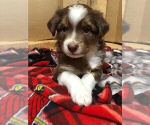 Miniature Australian Shepherd Puppy for sale in IDAHO FALLS, ID, USA