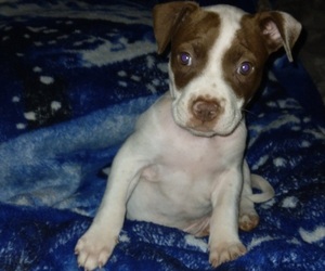 American Pit Bull Terrier Puppy for sale in LONDON, KY, USA