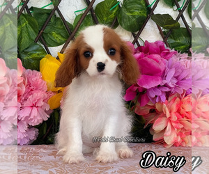 Cavalier King Charles Spaniel Puppy for sale in MIAMI, FL, USA