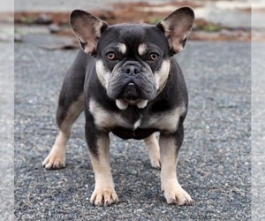French Bulldog Puppy for sale in SACRAMENTO, CA, USA