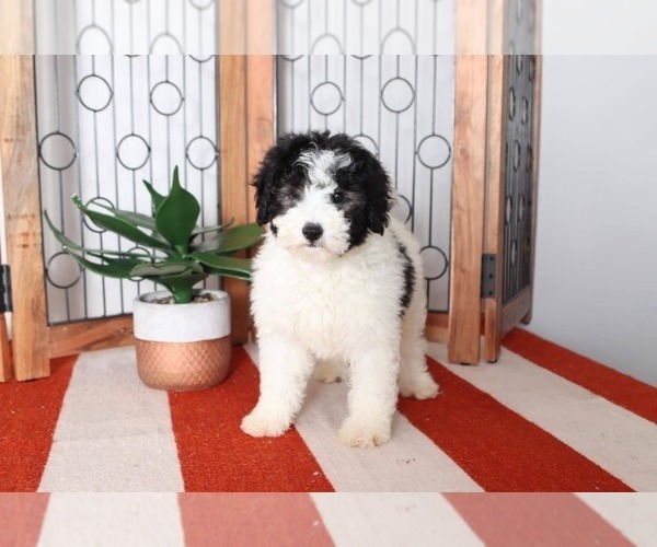 Medium Photo #3 Miniature Bernedoodle Puppy For Sale in NAPLES, FL, USA