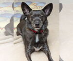 Small #1 Schipperke Mix