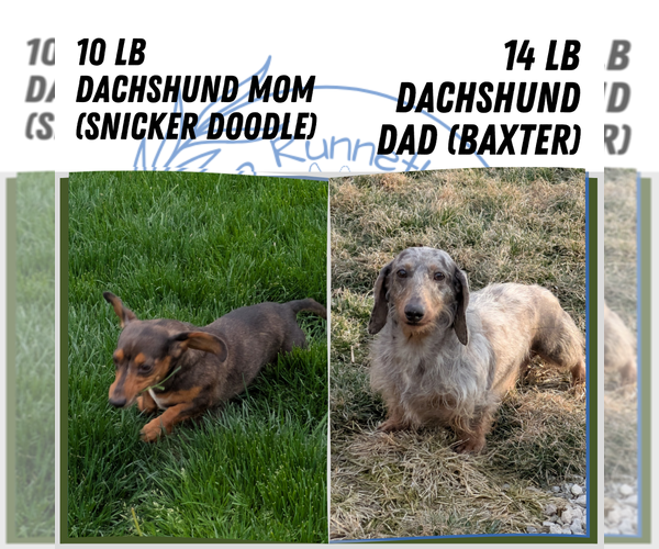 Medium Photo #21 Dachshund Puppy For Sale in GOSHEN, IN, USA