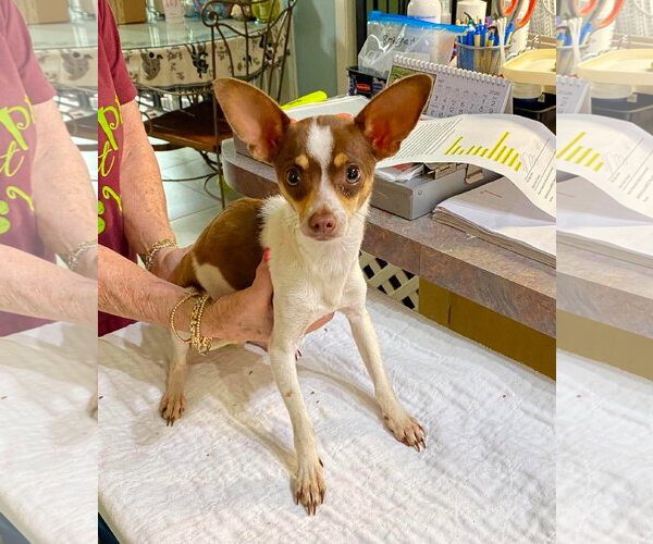 Medium Photo #1 Chihuahua Puppy For Sale in Benton, LA, USA