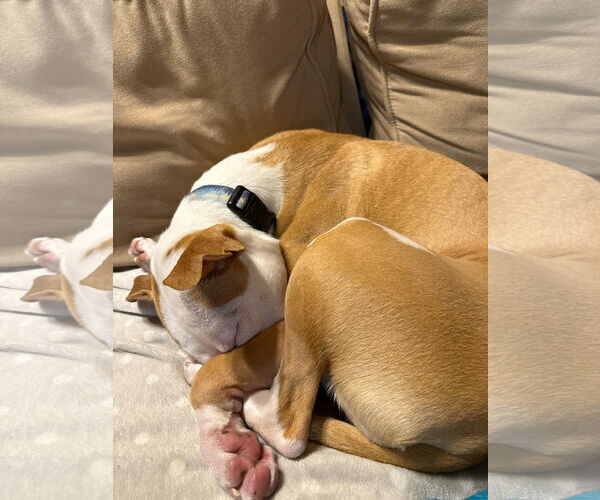 Medium Photo #12 American Pit Bull Terrier Puppy For Sale in Hillsboro, NH, USA