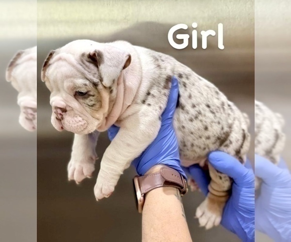 Medium Photo #3 English Bulldog Puppy For Sale in PITTSBURGH, PA, USA
