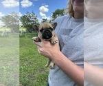 Puppy Debi French Bulldog