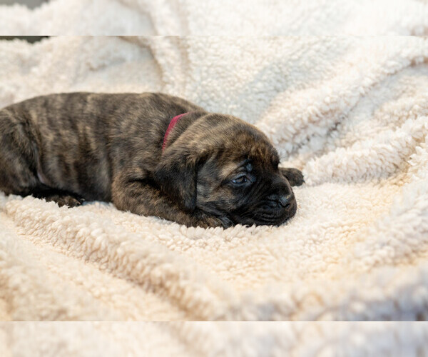 Medium Photo #7 Mastiff Puppy For Sale in WOODSTOCK, GA, USA