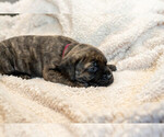 Small Photo #7 Mastiff Puppy For Sale in WOODSTOCK, GA, USA