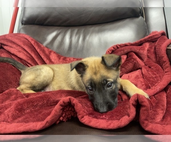 Medium Photo #148 Belgian Malinois Puppy For Sale in REESEVILLE, WI, USA
