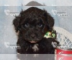 Small Photo #18 Australian Shepherd-Poodle (Toy) Mix Puppy For Sale in SANGER, TX, USA