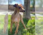 Small Photo #25 Italian Greyhound Puppy For Sale in SAINT GEORGE, UT, USA