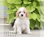 Small #3 Poodle (Miniature)