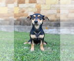 Small #2 Dachshund Mix