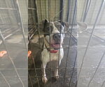 Small #4 American Staffordshire Terrier Mix
