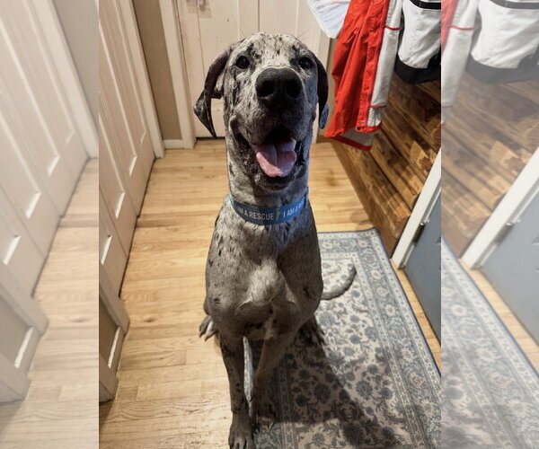 Medium Photo #4 Great Dane Puppy For Sale in St. Louis Park, MN, USA