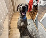 Small #3 Great Dane