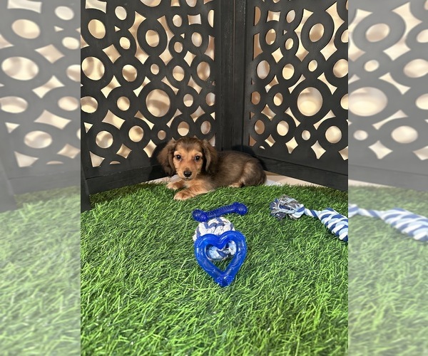 Medium Photo #3 Dachshund Puppy For Sale in MOUNT VERNON, OH, USA