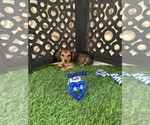 Cooper - Male Dachshund Puppy for Sale - Photo #3