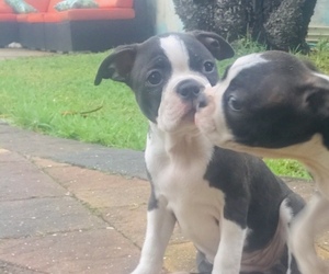 Boston Terrier Puppy for sale in REDINGTON BCH, FL, USA
