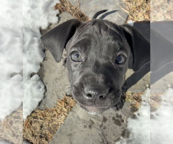 Medium Photo #4 Boweimar Puppy For Sale in Brewster, NY, USA