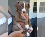 Small #3 American Bully