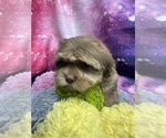 Image preview for Ad Listing. Nickname: Chip