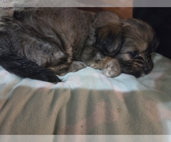 Medium Photo #21 Maltipom Puppy For Sale in HUDSON, MA, USA