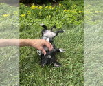 Small #2 Mutt