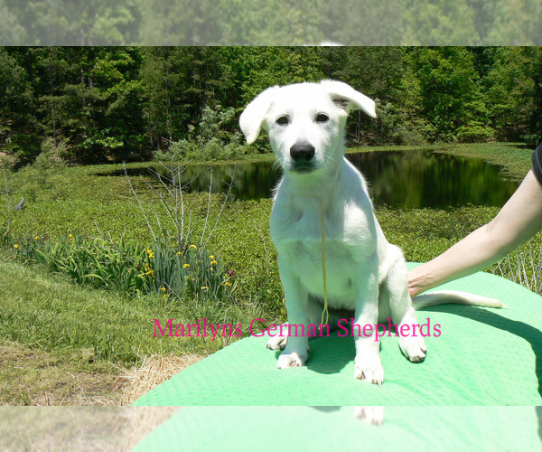 Medium Photo #5 German Shepherd Dog Puppy For Sale in PIEDMONT, MO, USA