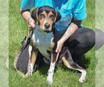 Small #4 Treeing Walker Coonhound