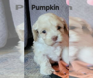 Halloween Town Ghouls: Pumpkin - Female Cockapoo (Miniature) Dog for Adoption - Photo #2