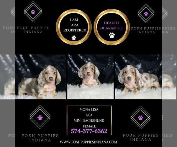 Medium Photo #2 Dachshund Puppy For Sale in WARSAW, IN, USA