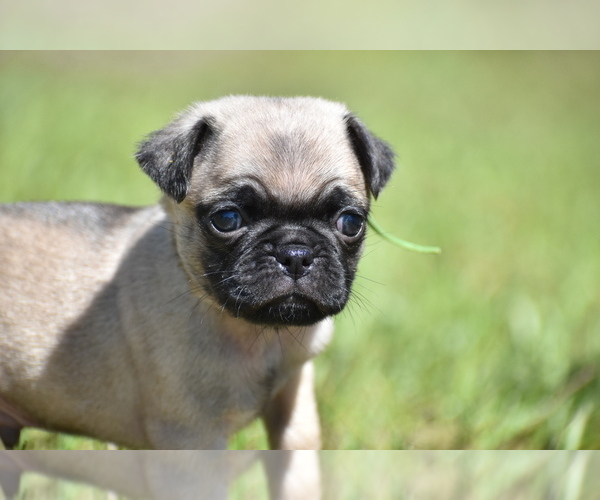 Medium Photo #2 Pug Puppy For Sale in PALM COAST, FL, USA