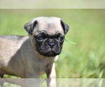 Small #1 Pug