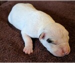 Small Photo #5 American Bulldog Puppy For Sale in MILLS RIVER, NC, USA