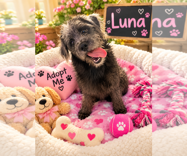 Medium Photo #2 Mutt Puppy For Sale in Queen Creek, AZ, USA