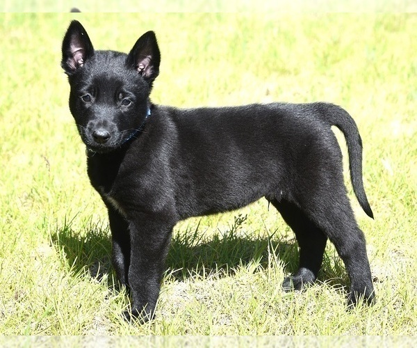 Medium Photo #1 Belgian Malinois Puppy For Sale in LA PINE, OR, USA