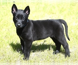 Belgian Malinois Puppy for sale in LA PINE, OR, USA