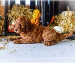 Small #1 Goldendoodle-Poodle (Miniature) Mix