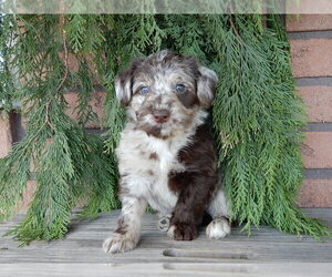 Labradoodle Puppy for sale in MILLERSBURG, OH, USA