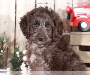 Aussie-Poo Puppy for sale in MOUNT VERNON, OH, USA
