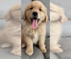 Golden Retriever Puppy for sale in SANTA ANA, CA, USA