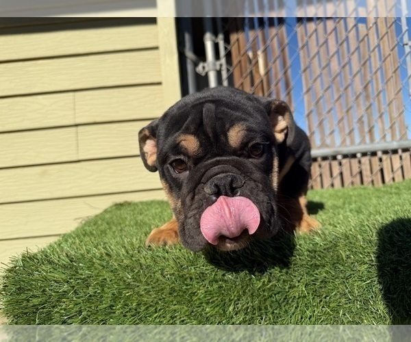 Medium Photo #2 English Bulldog Puppy For Sale in WEST HOLLYWOOD, CA, USA