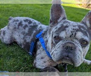 French Bulldog Dogs for adoption in Redwood City, CA, USA